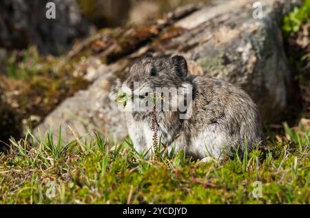 Pika à col : Alaska Banque D'Images