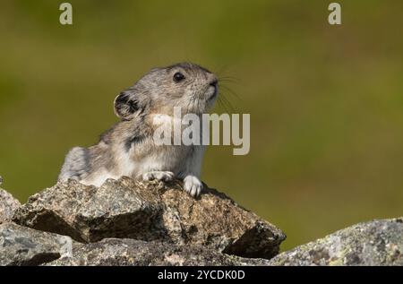 Pika à col : Alaska Banque D'Images