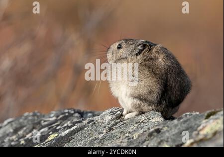 Pika à col : Alaska Banque D'Images