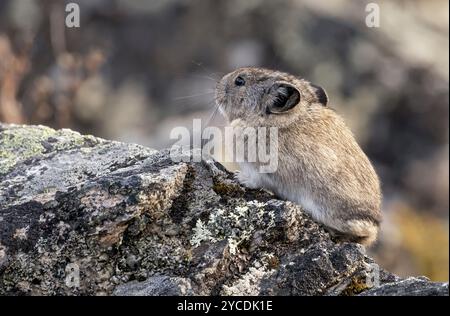 Pika à col : Alaska Banque D'Images