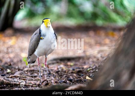 Lapwing masqué (Vanellus Miles Miles) debout sur le sol regardant la caméra, Queensland Australie Banque D'Images