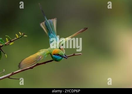 Une photo créative et morose d'un mangeur d'abeilles dans le Wild sri-lankais, quelques instants après avoir sauté en vol. Banque D'Images