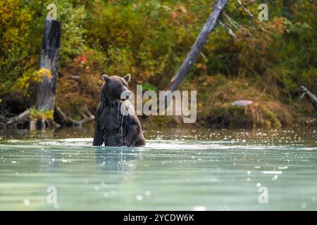 Une femelle ours brun d'Alaska debout dans l'eau dans le parc national de Lake Clark Banque D'Images