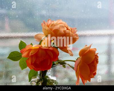 Gros plan de roses jaunes dans un vase en verre sur fond de verre flou Banque D'Images