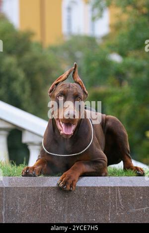 Le Doberman Pinscher (également orthographié Dobermann dans de nombreux pays) ou Doberman est une race de chien domestique. Dobermann Pinschers sont parmi les Mo Banque D'Images