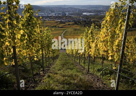 Vue sur MHPArena, MHP Arena, chaudière à gaz, siège du groupe Daimler, usine Untertuerkheim, Stuttgart, sur le vignoble, les vignes, les vignes, les cultivati de vigne Banque D'Images