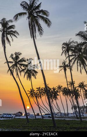 Cocotiers (Cocos nucifera) au coucher du soleil sur la plage de Salalah, province de Dhofar, péninsule arabique, Sultanat d'Oman Banque D'Images