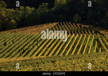 Vignoble, vignes, vignes, viticulture, graphique, coloration d'automne, automne, Kappelberg, Fellbach, Waiblingen, Bade-Wuertemberg, Allemagne, Europe Banque D'Images