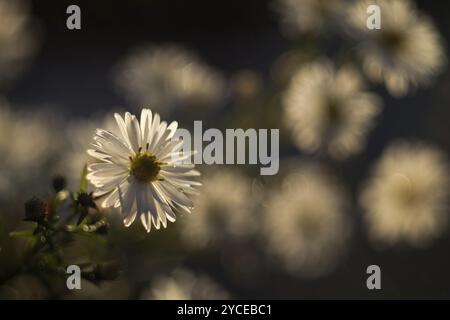 Gros plan de fleurs blanches, Aster (Aster sp.), dans une lumière douce avec un fond flou, Hesse, Allemagne, Europe Banque D'Images