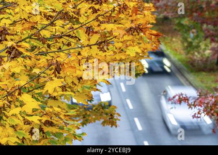 Automne, circulation routière, centre-ville, arbres aux couleurs automnales bordent une route à 4 voies, image symbolique, Bottroper Strasse à Essen, Rhénanie du Nord-Westphalie, GE Banque D'Images