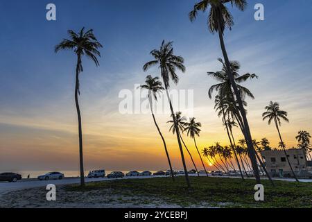 Cocotiers (Cocos nucifera) au coucher du soleil sur la plage de Salalah, province de Dhofar, péninsule arabique, Sultanat d'Oman Banque D'Images