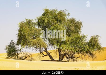 Arbres dans les dunes de sable, Rub al Khali désert, province de Dhofar, péninsule arabique, Sultanat d'Oman Banque D'Images