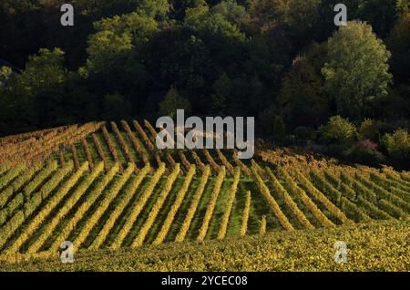 Vignoble, vignes, vignes, viticulture, graphique, coloration d'automne, automne, Kappelberg, Fellbach, Waiblingen, Bade-Wuertemberg, Allemagne, Europe Banque D'Images
