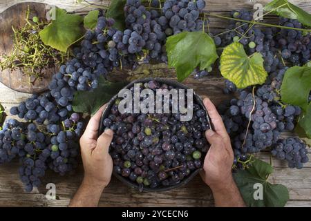 La fin de l'été, préparation de fruits fraise raisin noir Banque D'Images