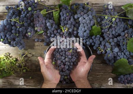 La fin de l'été, préparation de fruits fraise raisin noir Banque D'Images