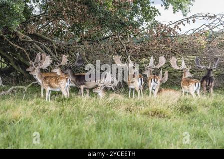 Un troupeau de cerfs en jachère dans le bois (Dama dama) au Danemark Banque D'Images