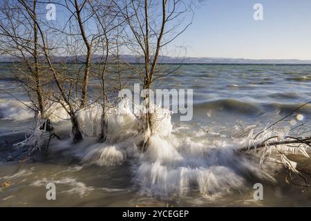 Arbres gelés rugissants au bord du lac combattant avec des vagues sauvages, Hoernle, Constance, lac de Constance, Bade-Wuerttemberg, Allemagne, Europe Banque D'Images