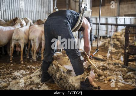 Tonte de laine de mouton par agriculteur. Tondre la laine des moutons Banque D'Images