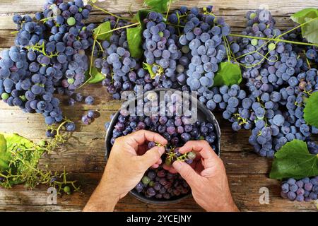 La fin de l'été, préparation de fruits fraise raisin noir Banque D'Images