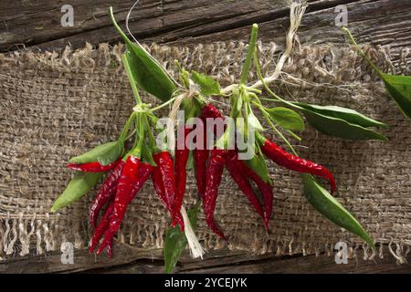 Organiser de petites grappes de piments pendaison le tissu du jute Banque D'Images