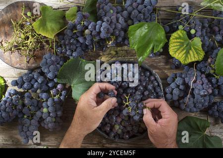 La fin de l'été, préparation de fruits fraise raisin noir Banque D'Images