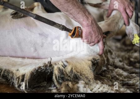 Tonte de laine de mouton par agriculteur. Tondre la laine des moutons Banque D'Images