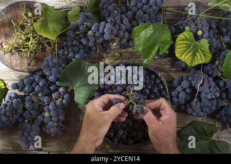 La fin de l'été, préparation de fruits fraise raisin noir Banque D'Images