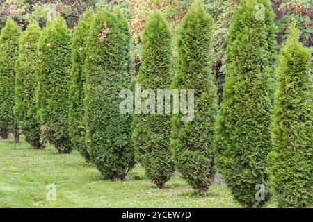 Arbres de thuja verts dans le jardin comme fond végétal Banque D'Images