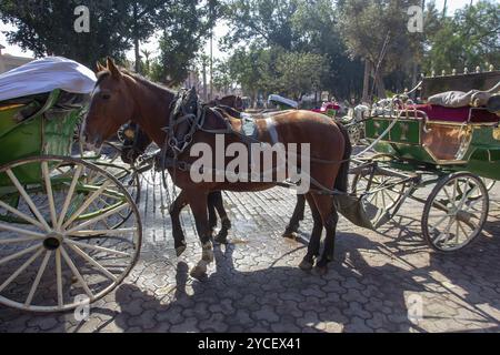 Calèche typique tirée par des chevaux (sans personne) attendant les passagers dans la file d'attente. Je nMarrakesh il comme taxi de voiture Banque D'Images