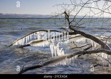 Branches glacées au-dessus de l'eau orageuse sous un ciel hivernal clair, Hoernle, Constance, lac de Constance, Bade-Wuerttemberg, Allemagne, Europe Banque D'Images