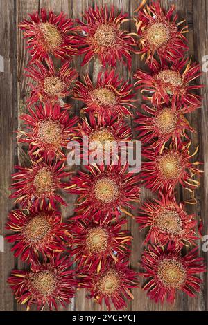 La fleur de gerbera orange a séché naturellement au soleil Banque D'Images