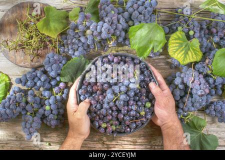 La fin de l'été, préparation de fruits fraise raisin noir Banque D'Images