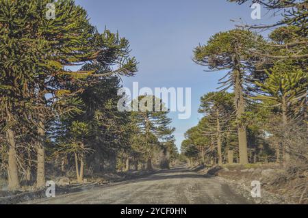 Arbres Araucaria (Araucaria araucana) en Bio bio Park Chile Banque D'Images