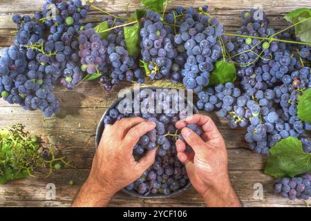 La fin de l'été, préparation de fruits fraise raisin noir Banque D'Images