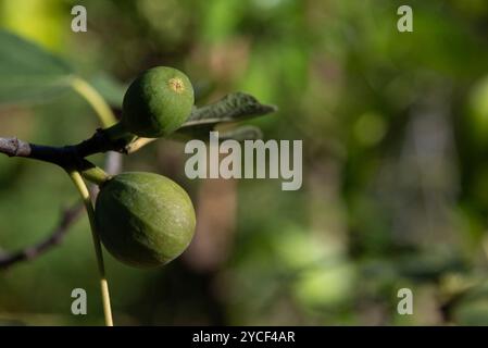 Figues vertes, figuier à Friedensau, Saxe-Anhalt, Allemagne Banque D'Images