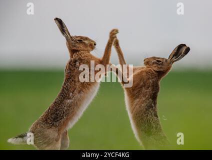 Lièvres de boxe - High Five . Gros plan d'un lièvre brun mâle et d'une femelle (Lepus europaeus) se frappant et devenant physique. Suffolk Royaume-Uni Banque D'Images