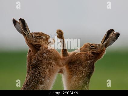 Lièvres de boxe - fisticuffs . Gros plan d'un lièvre brun mâle et d'une femelle (Lepus europaeus) se frappant et devenant physique. Suffolk Royaume-Uni Banque D'Images