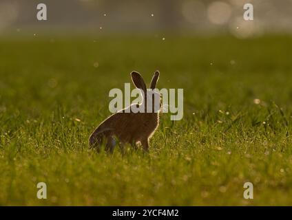 Un lièvre brun ( Lepus europaeus) , rétro-éclairé par la lumière dorée du lever du soleil , des insectes en vol et un bord de lumière dorée sur ses moustaches . Suffolk , Royaume-Uni Banque D'Images