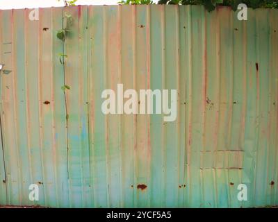 Une seule vigne grimpe jusqu'à une clôture métallique de couleur pastel altérée, avec des taches de rouille et de la peinture décolorée. Banque D'Images
