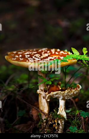 volez les champignons agariques dans la forêt Banque D'Images