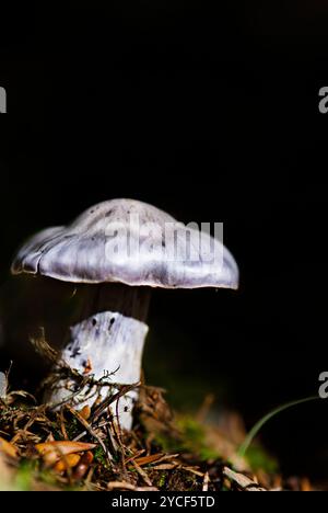 Champignon toxique unique dans la forêt sur fond sombre naturel. SDOF Banque D'Images