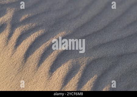 Motif sculpté par le vent dans le sable, île d'Amrum, parc national de la mer des Wadden du Schleswig-Holstein, Allemagne, Schleswig-Holstein, côte de la mer du Nord Banque D'Images