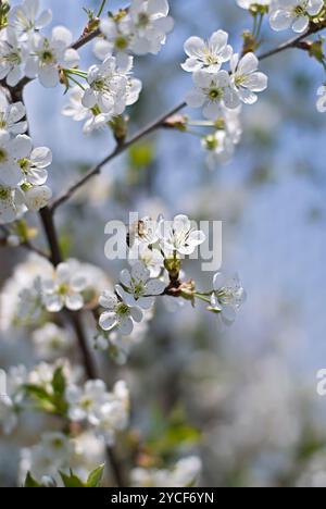 L'abeille la collecte du pollen d'une fleur de cerisier Banque D'Images