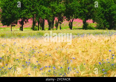 Europe, Allemagne, Hesse, Hesse du Nord, Parc naturel Meißner-Kaufunger Wald, champ de céréales avec des bleuets devant un groupe d'arbres Banque D'Images