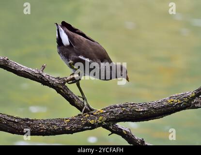 Moorhen commun - Gallinula chloropus dans Kurpark Oberlaa Banque D'Images