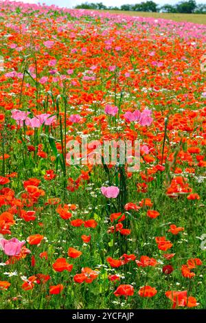 Europe, Allemagne, Hesse, Hesse du Nord, Parc naturel de la forêt de Meißner-Kaufunger, champ de coquelicots en fleurs Banque D'Images