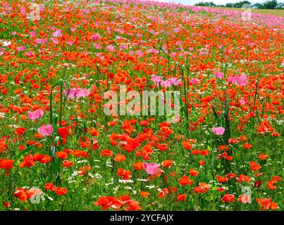 Europe, Allemagne, Hesse, Hesse du Nord, Parc naturel de la forêt de Meißner-Kaufunger, champ de coquelicots en fleurs Banque D'Images