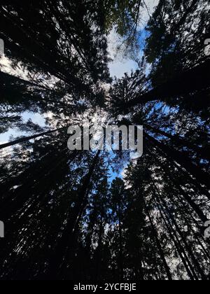 En regardant les arbres imposants, le ciel jette un œil à travers la dense canopée de la forêt. Beauté sereine de la nature d'en bas. Banque D'Images