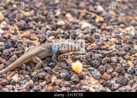 Lézard mâle des Canaries (Gallotia galloti), Tenerife, Îles Canaries, Espagne Banque D'Images