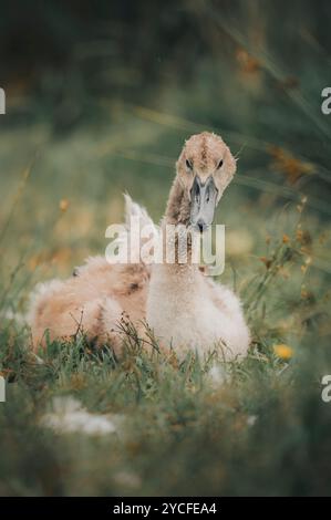 Portrait d'un jeune cygne muet (Cygnus olor) dans un pré avec des fleurs en arrière-plan Banque D'Images